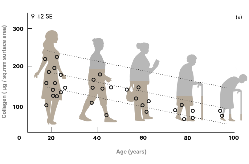 자꾸만 줄어드는 콜라겐